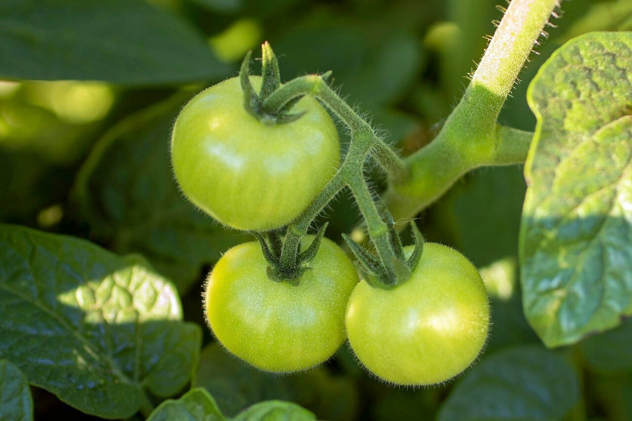 Is June Too Late to Plant in a Greenhouse?
