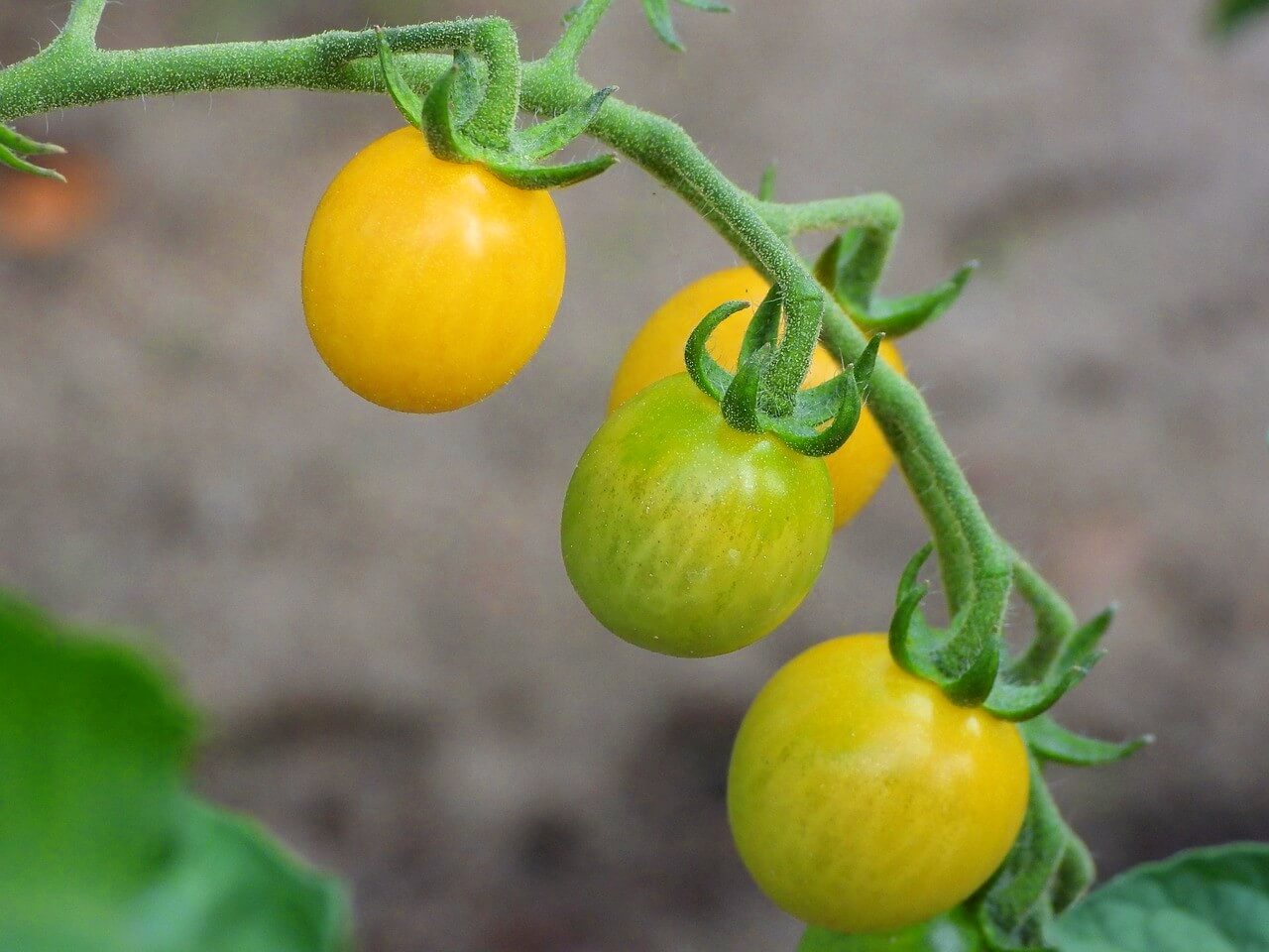 Growing Tomatoes in a Greenhouse: A Gardener’s Guide